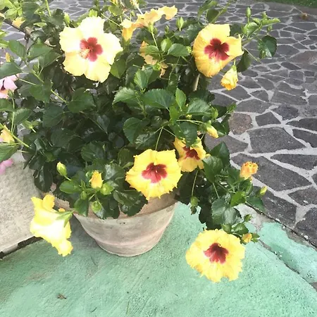 Casa Geranio Holiday home Ischia